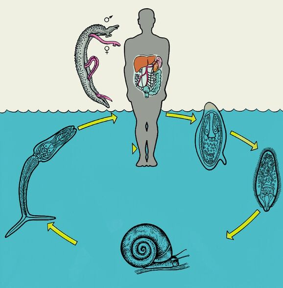 Diagram siklus hidup Schistosoma