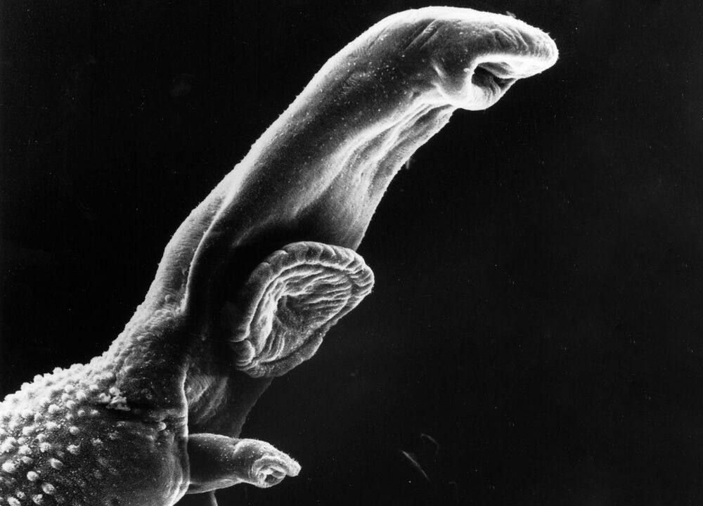 Schistosoma merupakan parasit yang siklus hidupnya memerlukan inang perantara. 
