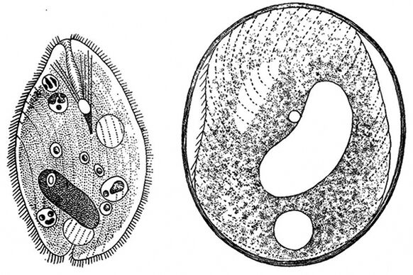 parasit protozoa balantidia