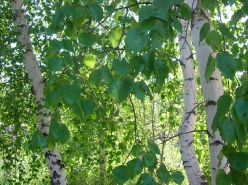 daun birch dari parasit di tubuh manusia