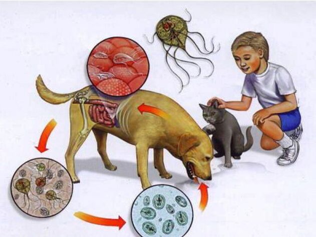 cara menginfeksi anak dengan parasit